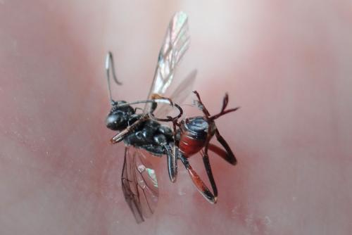 Réf. 200 549 : Cryptinae inconnu